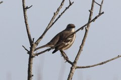 Mimus polyglottos polyglottos