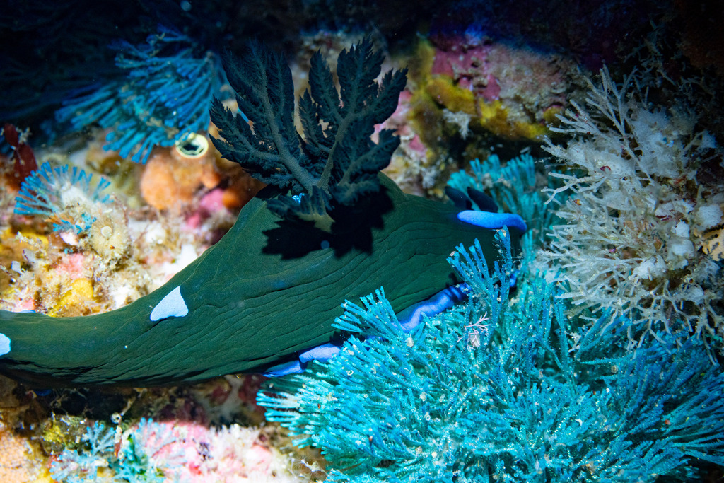 Blue-spotted Wrinkle Dorid