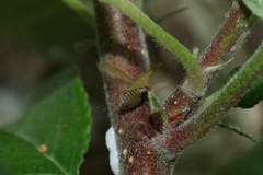 Enchenopa squamigera