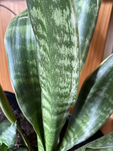 Sansevieria trifasciata 'Hahnii' 2