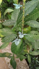 Ecbolium ligustrinum