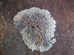 Lecanora sierrae