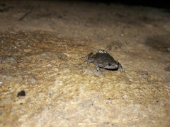 Gastrophryne elegans