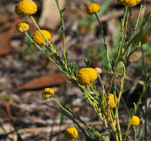 Calocephalus platycephalus, photograph 6