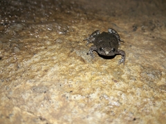 Gastrophryne elegans