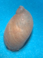 Novisuccinea ovalis image