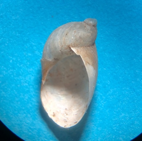 Oval Ambersnail