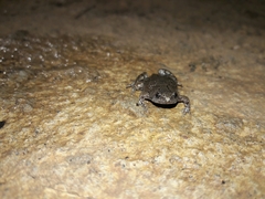 Gastrophryne elegans