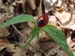 Trillium recurvatum