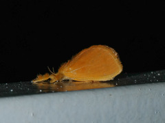 Dalceridae