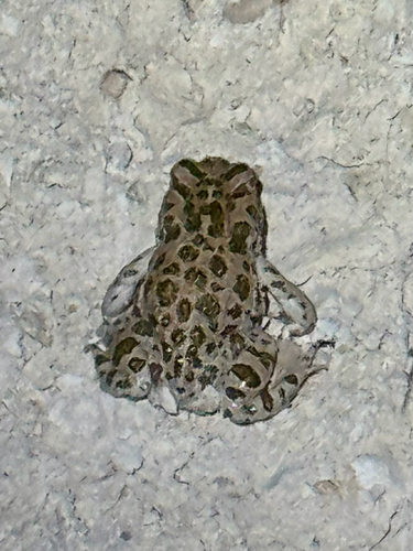 African Green Toad