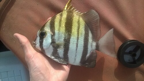West African spadefish (Chaetodipterus lippei) — Ephippidae — 2