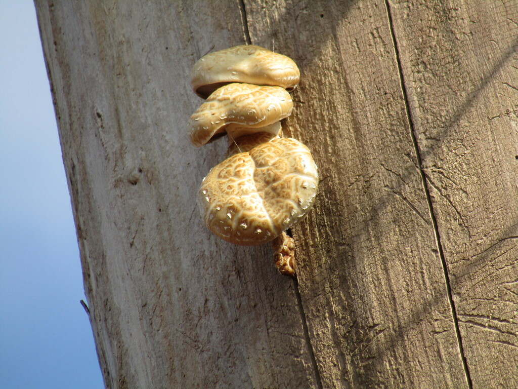 Hemipholiota populnea · November 2025 · photo: © preventthetoast (iNaturalist, cc-by)