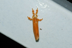 Dalceridae