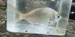 Eucinostomus gula