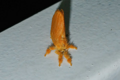 Dalceridae