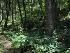 Actaea elata alpestris