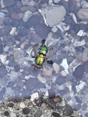 Unknown species found near Garner, NC 27529, USA