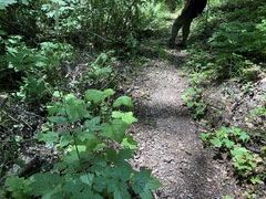 Actaea elata alpestris