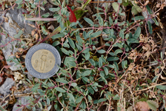 Euphorbia fruticulosa