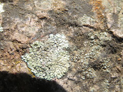 Lecanora sierrae