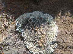 Lecanora sierrae