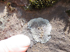 Lecanora sierrae