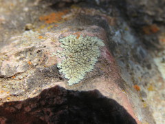 Lecanora sierrae
