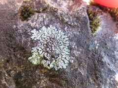 Lecanora sierrae