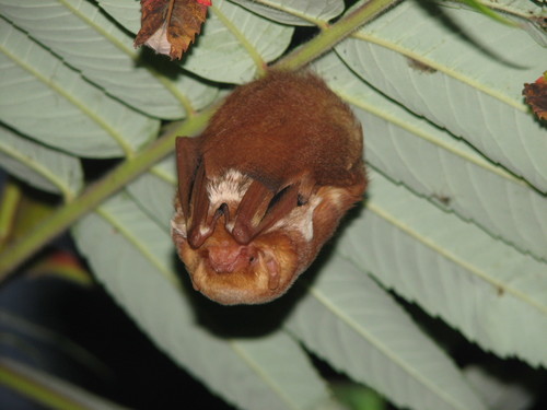 Eastern Red Bat, Norfolk County, ON, Canada, photo 10 of 10