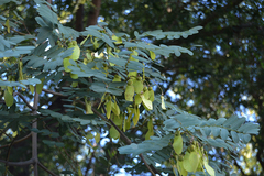 Tipuana tipu