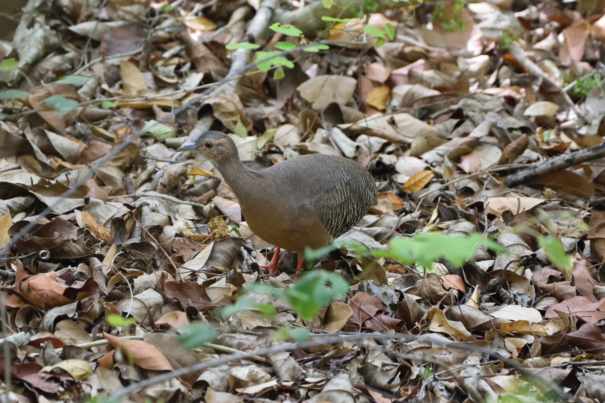 Thicket Tinamou illustration