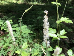 Actaea elata alpestris