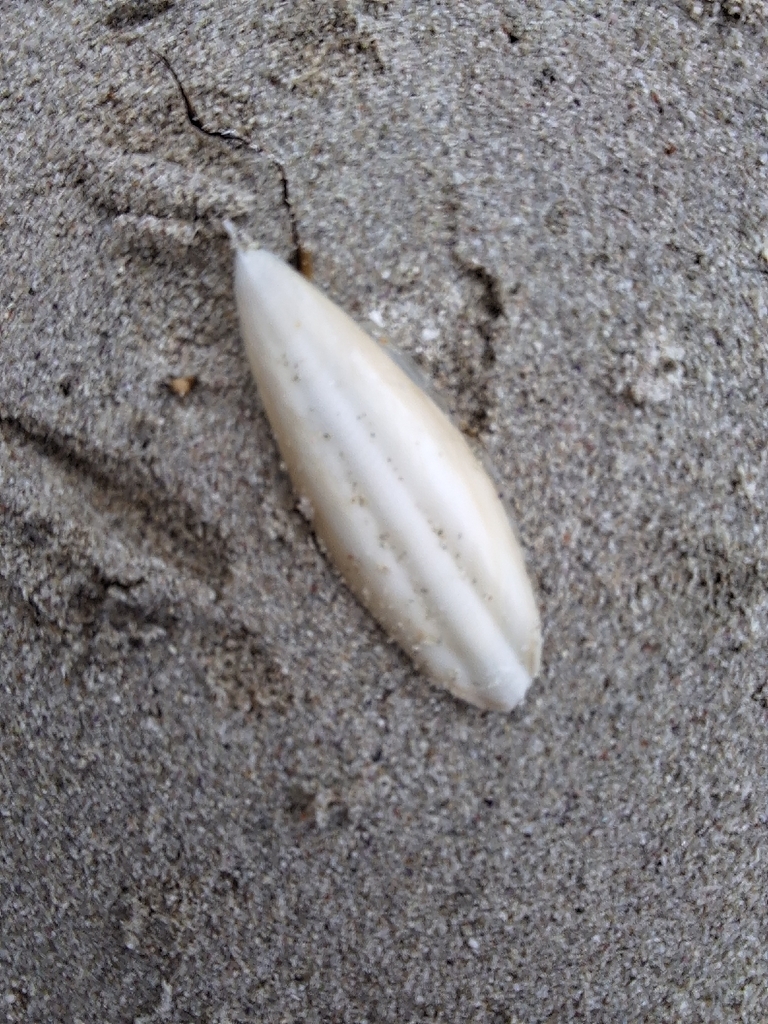 Decorisepia australis