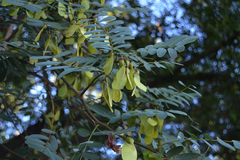 Tipuana tipu