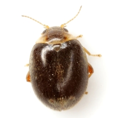 Scirtes orbiculatus