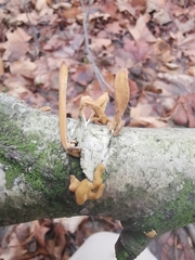 Macrotyphula contorta