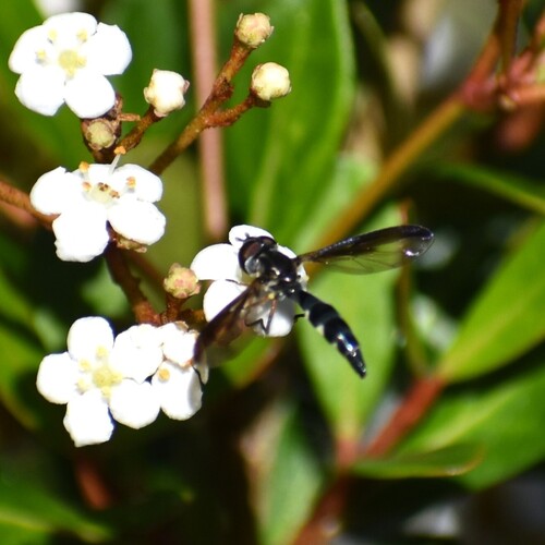 Unknown species found near Charleston, SC, USA
