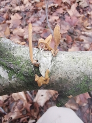 Macrotyphula contorta