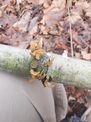 Macrotyphula contorta