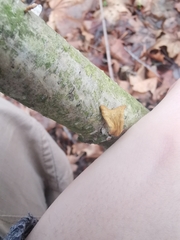 Macrotyphula contorta