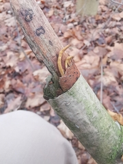 Macrotyphula contorta