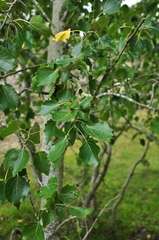 Populus