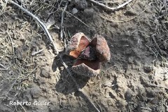 Prosopanche americana