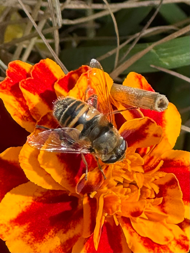 Unknown species found near Buckingham Ave, Old Saybrook, CT, US