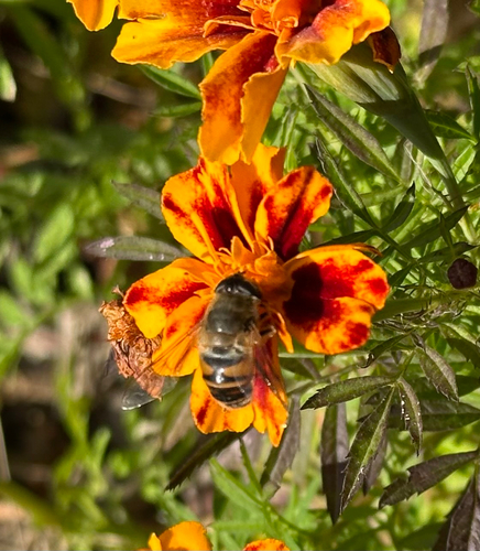Unknown species found near Buckingham Ave, Old Saybrook, CT, US