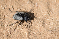 Gyriosomus kingi