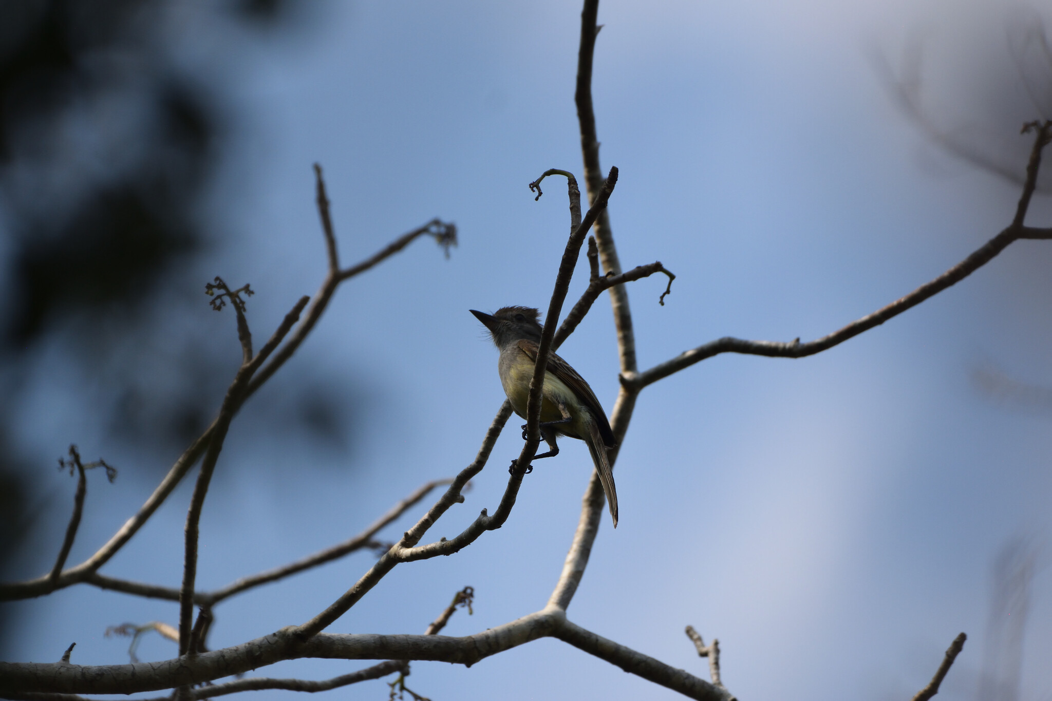 Yucatan Flycatcher (Myiarchus yucatanensis), photo 6