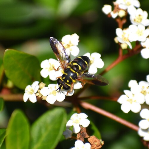 Unknown species found near Charleston, SC, USA