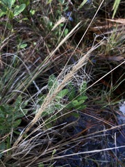Aristida spiciformis